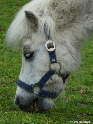 Pony