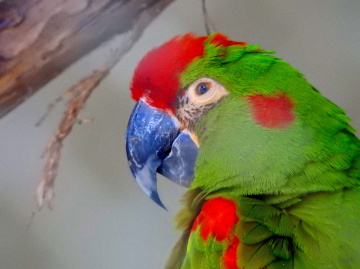 Papagaio 