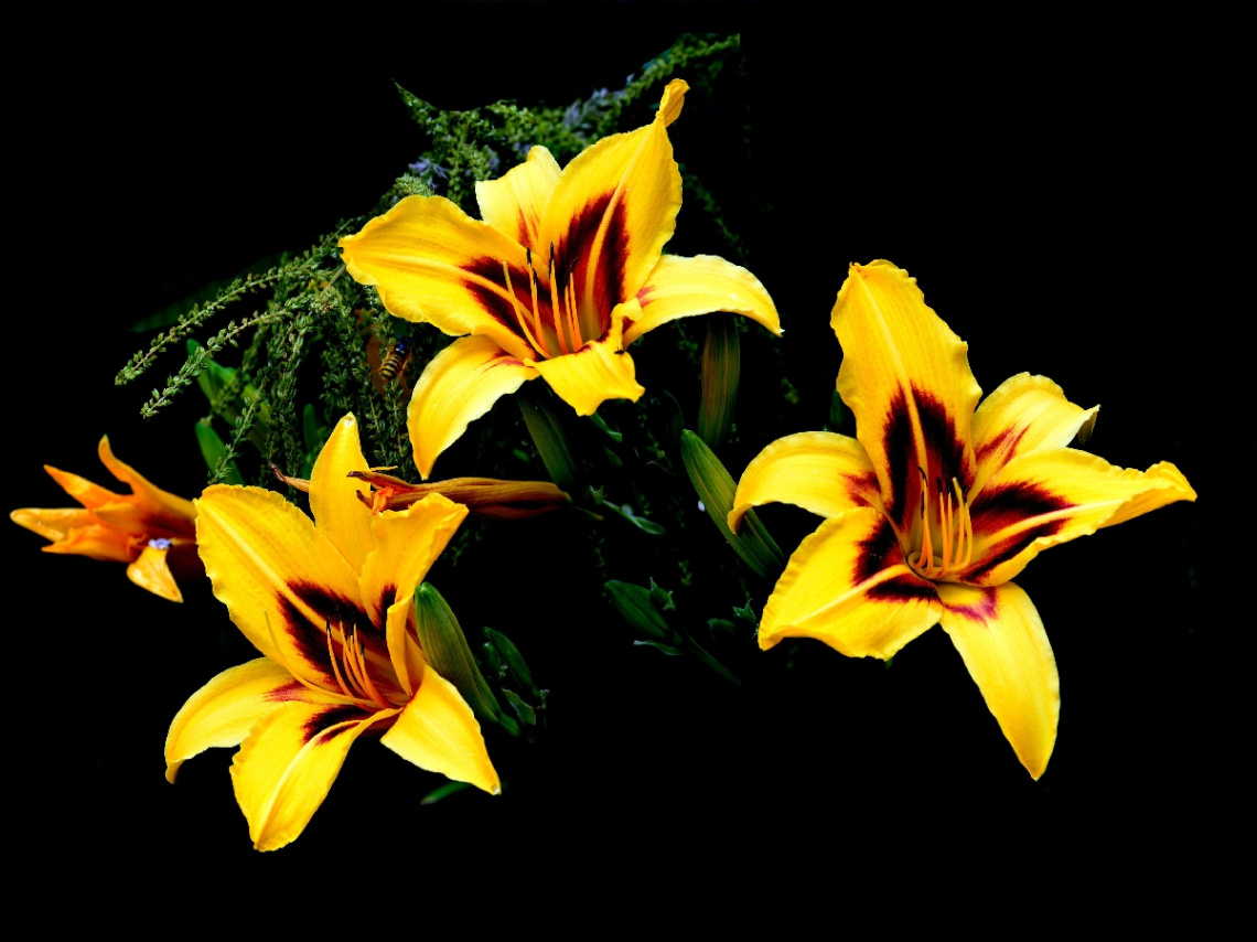 BLÜTEN