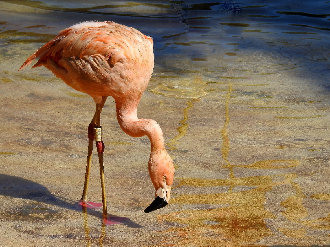 Flamingo