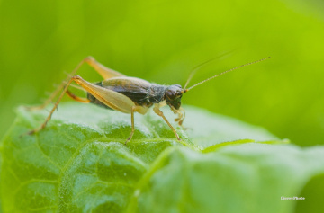 Crickets