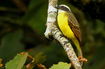 Myiozetetes similis