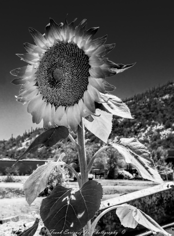 The Beauty Of Black And White