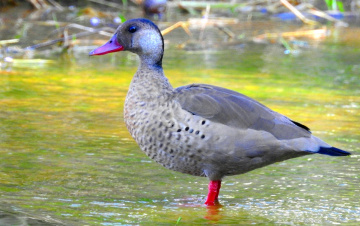 Irerê