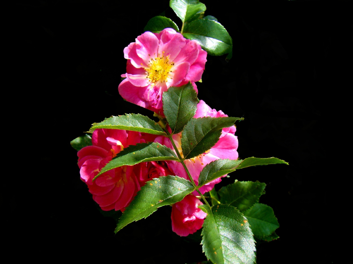 BLÜTEN