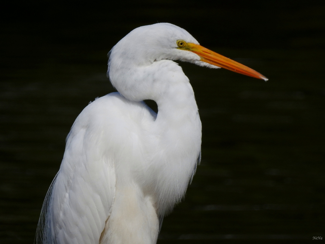 Great Egret