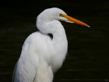 Great Egret