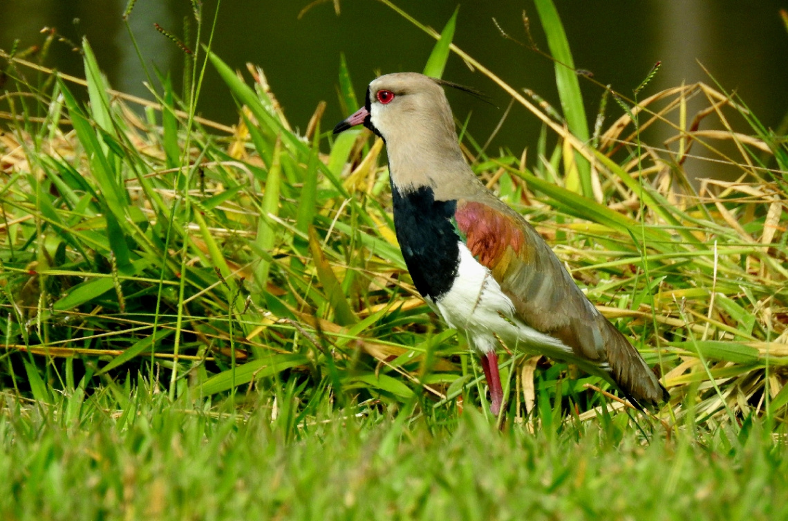Quero-quero (Vanellus chilensis) 