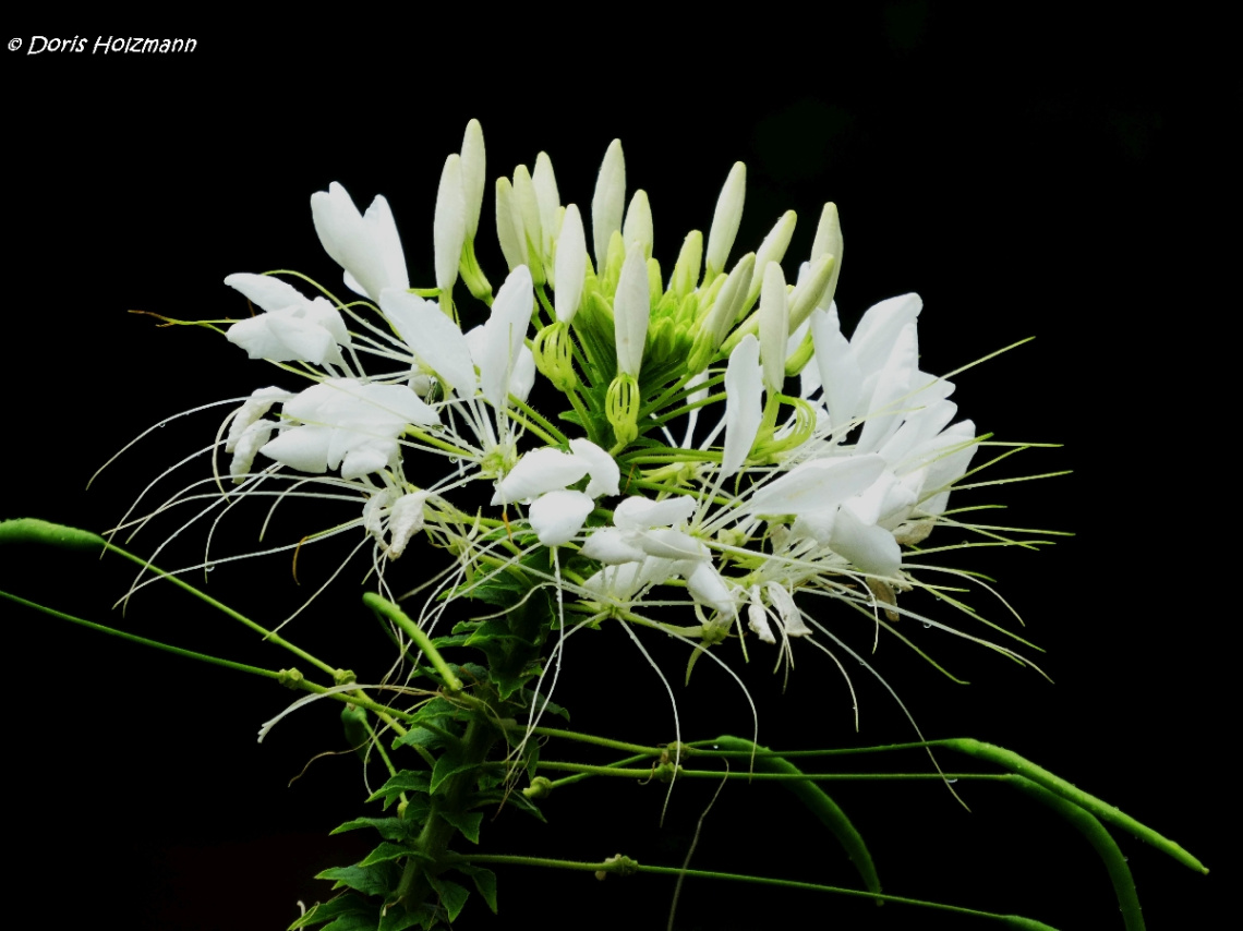 Blüte