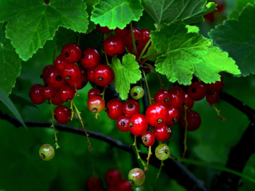 BEEREN