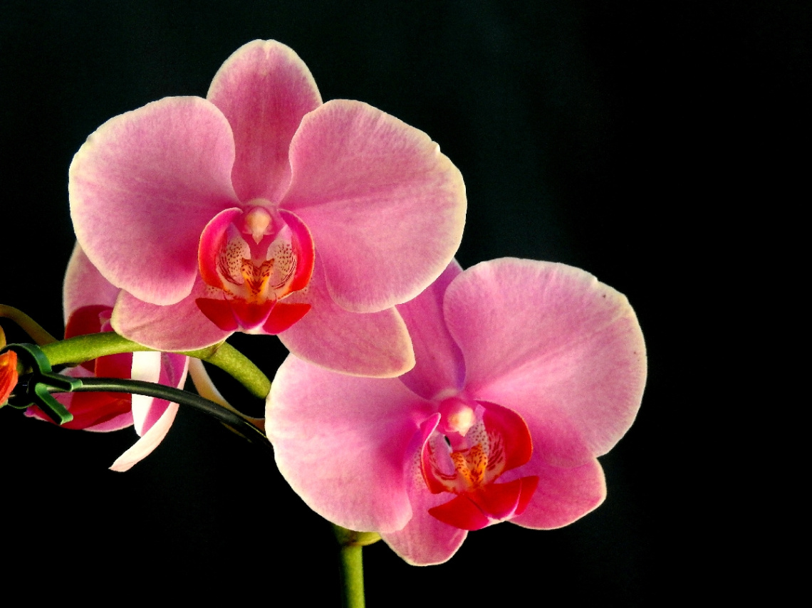 Phalaenopsis Blume
