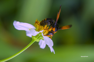 Bee