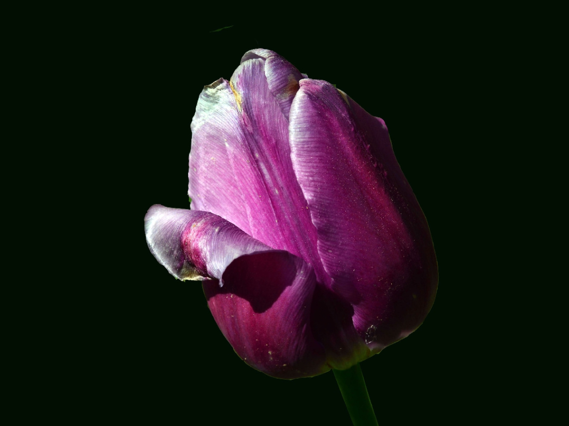 BLÜTE