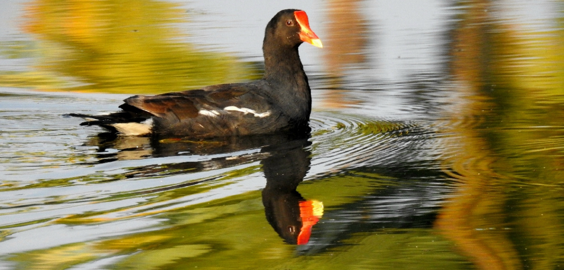 Reflexo