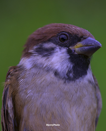 Sparrow