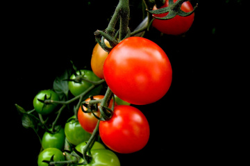 TOMATEN