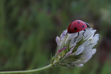 Uğur