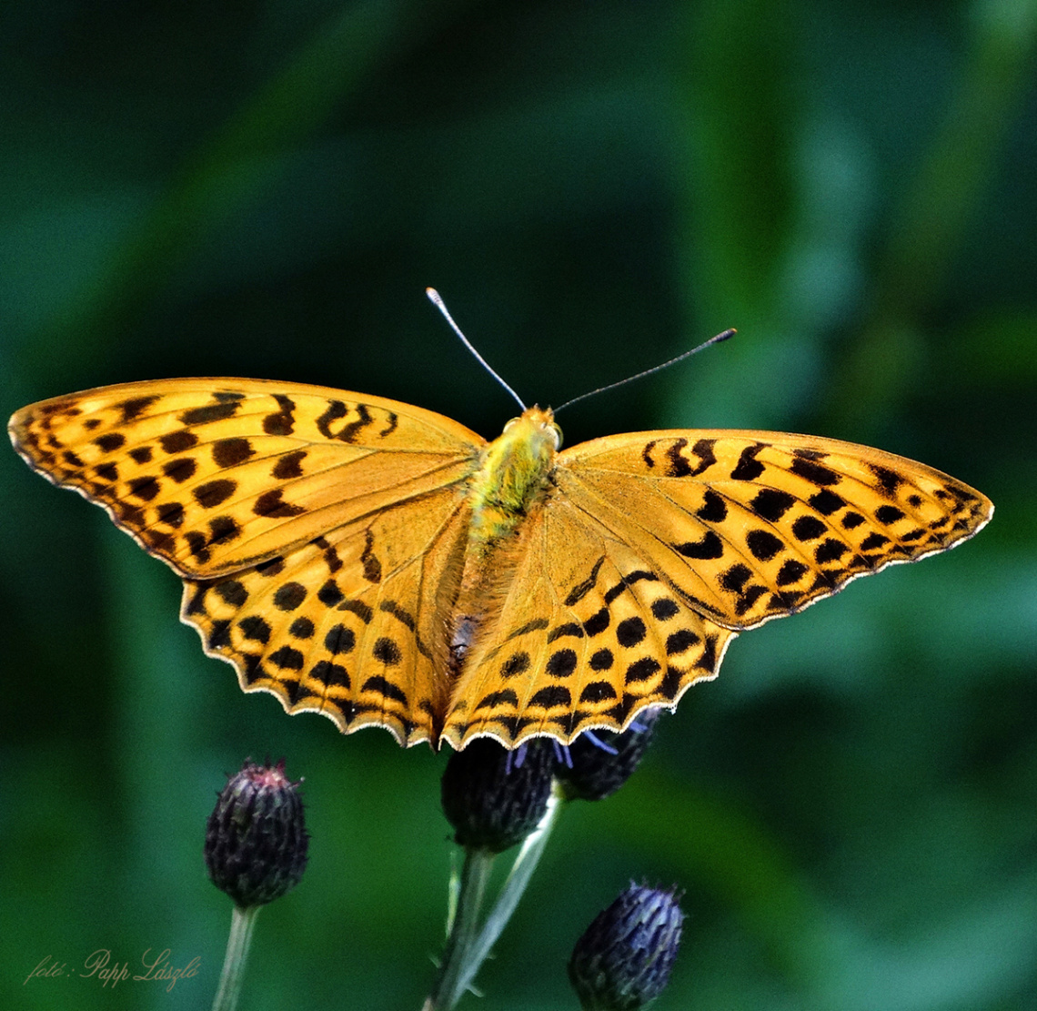 color butterfly