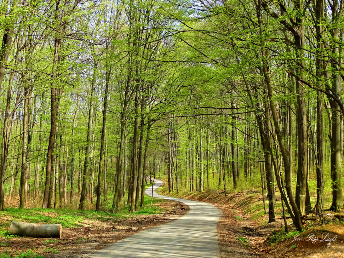 Forest Road