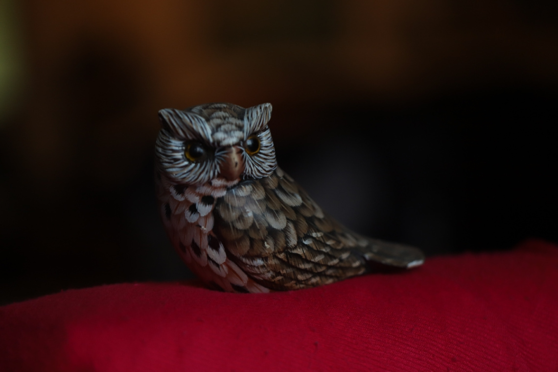Silent Owl Moment....