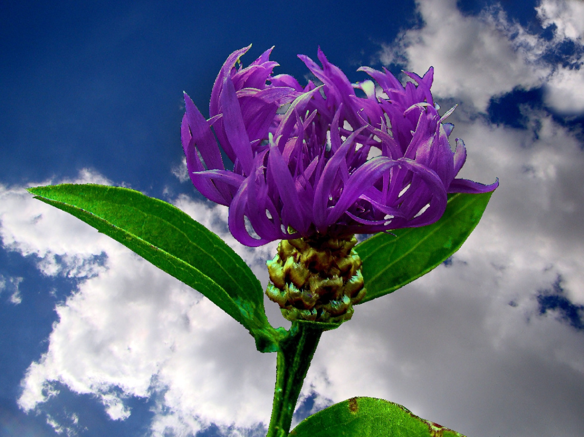 BLÜTE