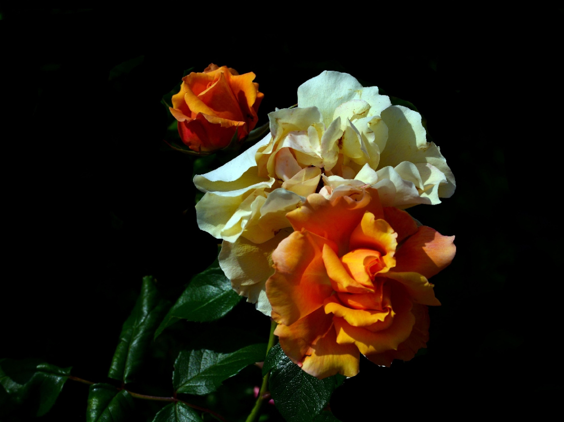 BLÜTEN