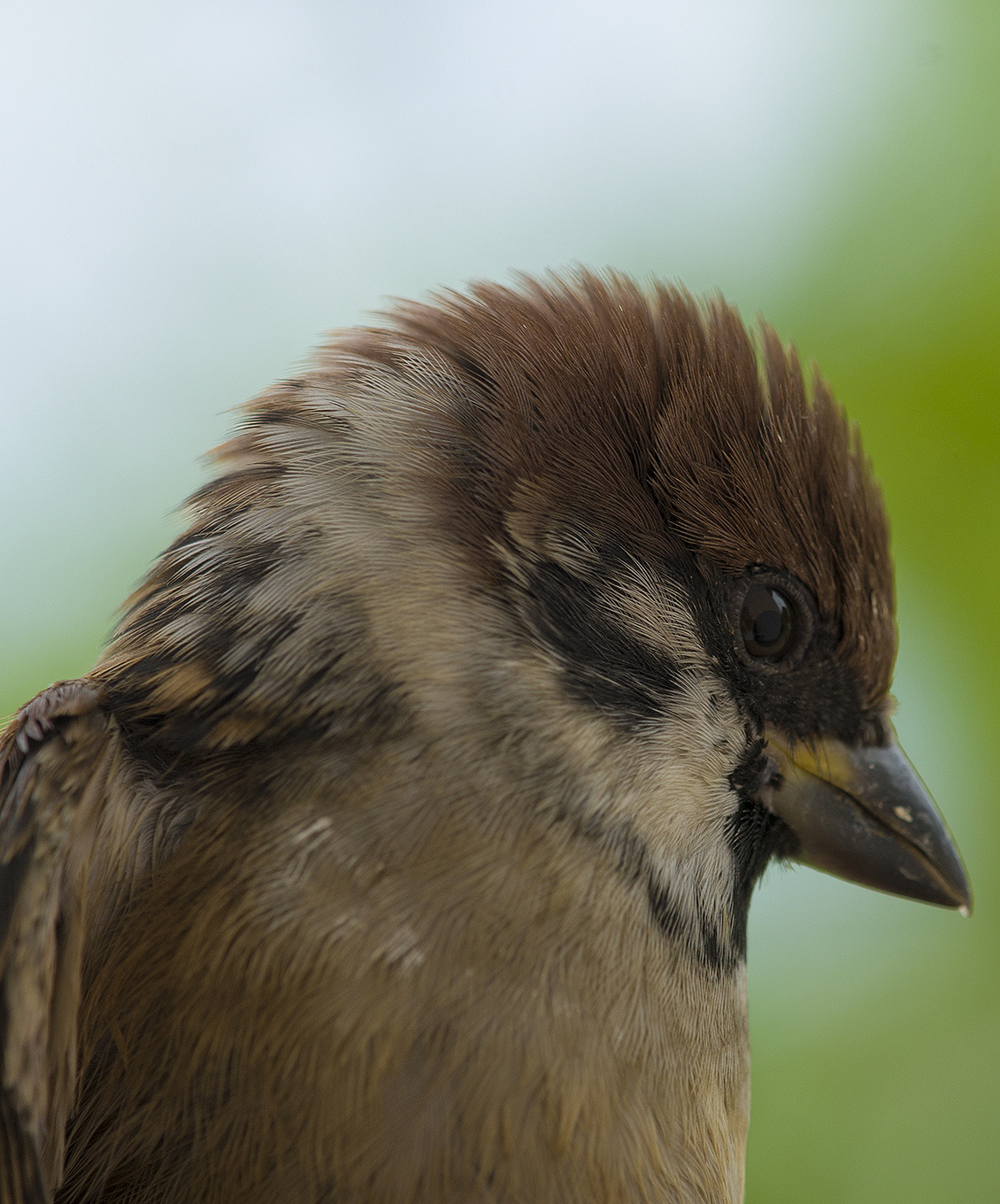 Sparrow