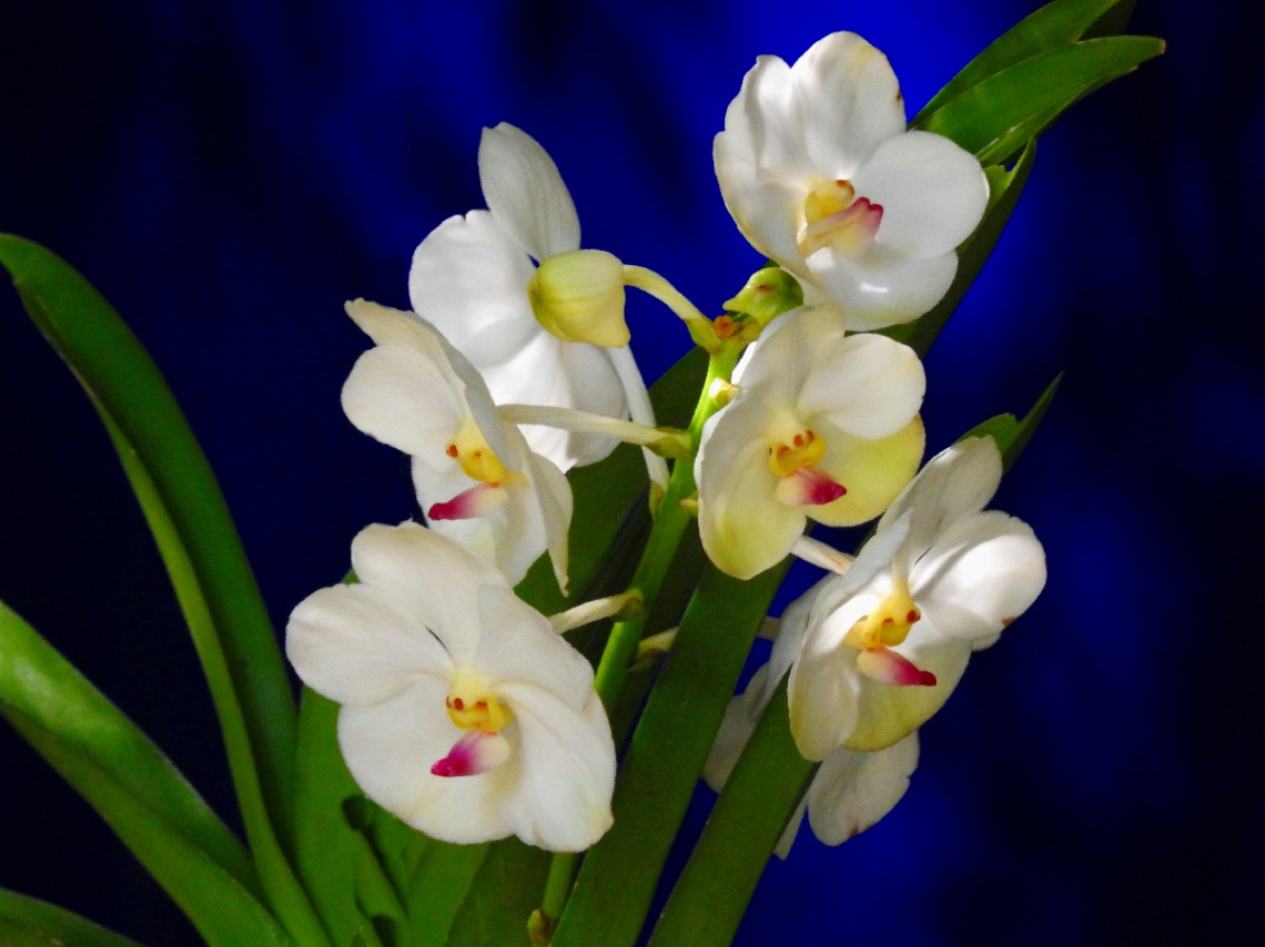 Phalaenopsis Amabilis 
