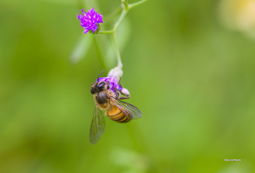 Bee