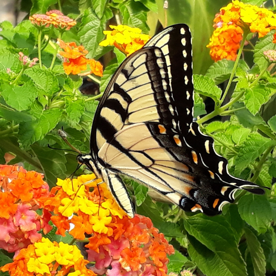 Papilio machaon