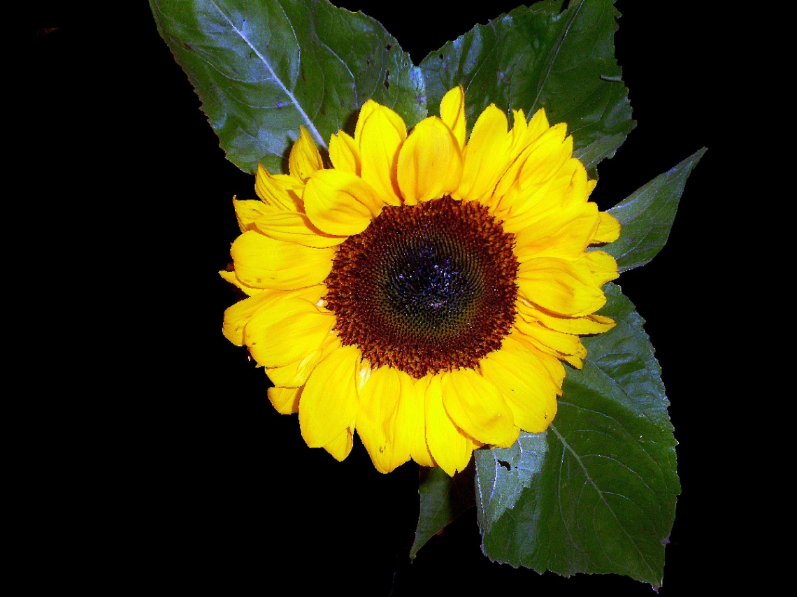 BLÜTE