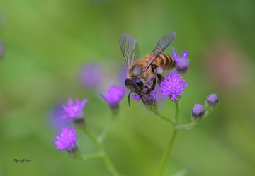 Bee
