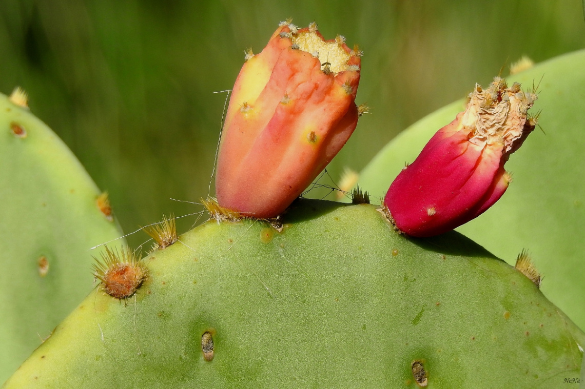 Cactus flowers