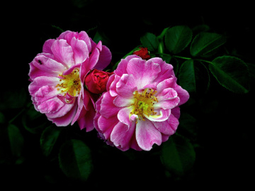 BLÜTEN