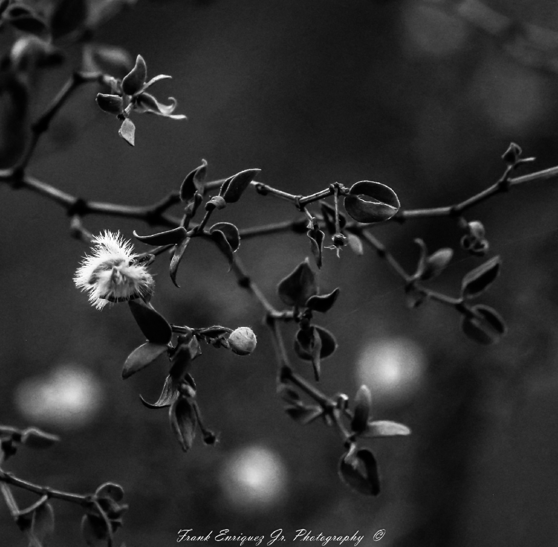 A Black And White Desert Close Up