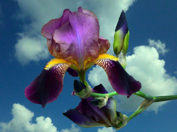 BLÜTEN