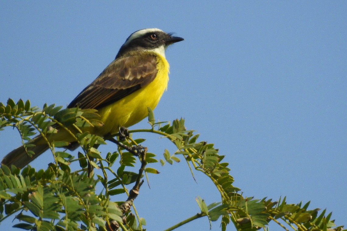 Bem-te-vi (Megarynchus pitangua)