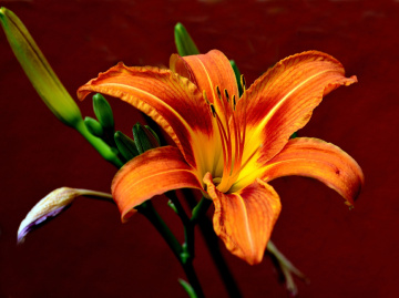 BLÜTE