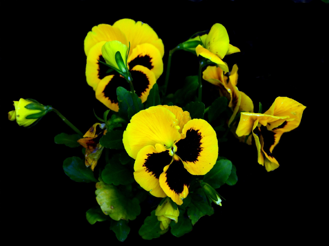 BLÜTEN