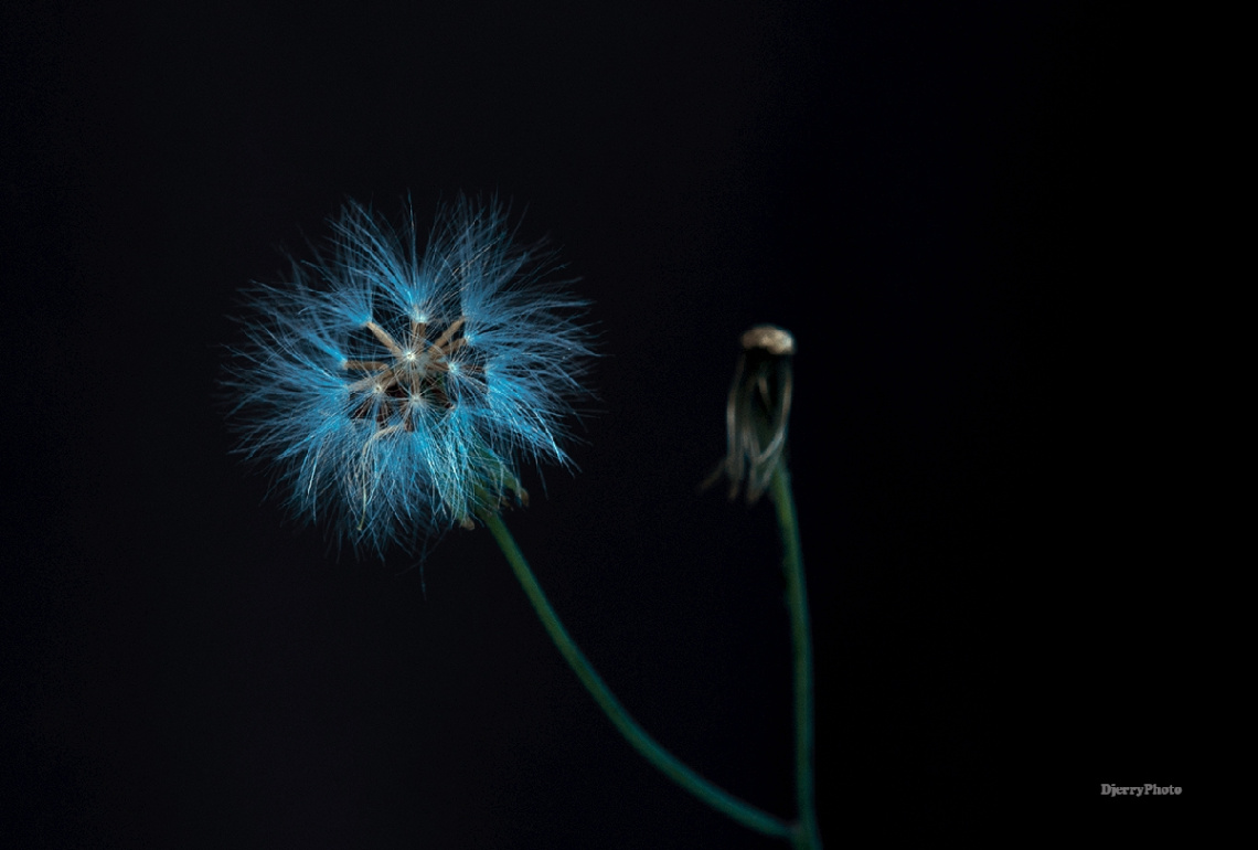 Wild flower