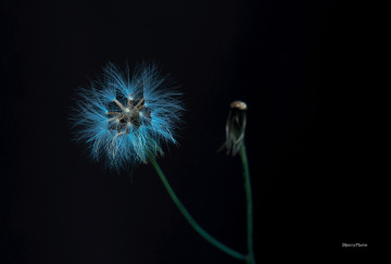 Wild flower