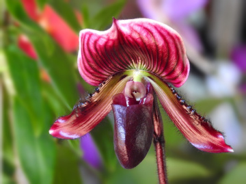 Paphiopedilum orchid 