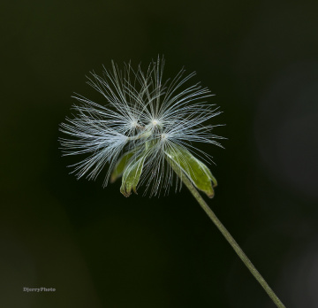 Wild flower #2