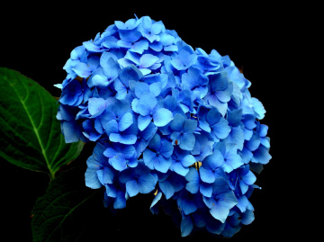 BLÜTEN