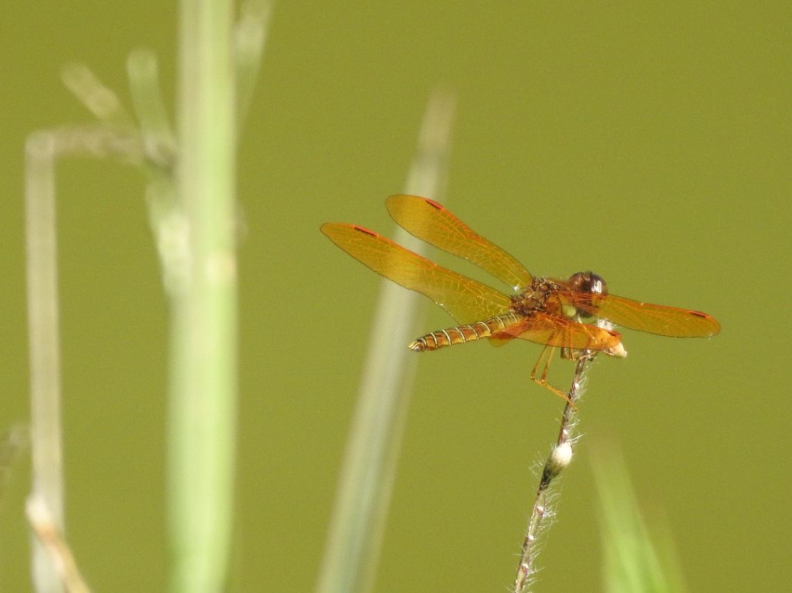 Mini Dragonfly 