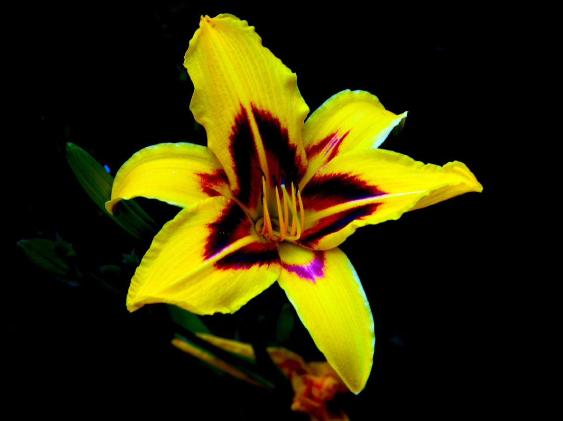 BLÜTE
