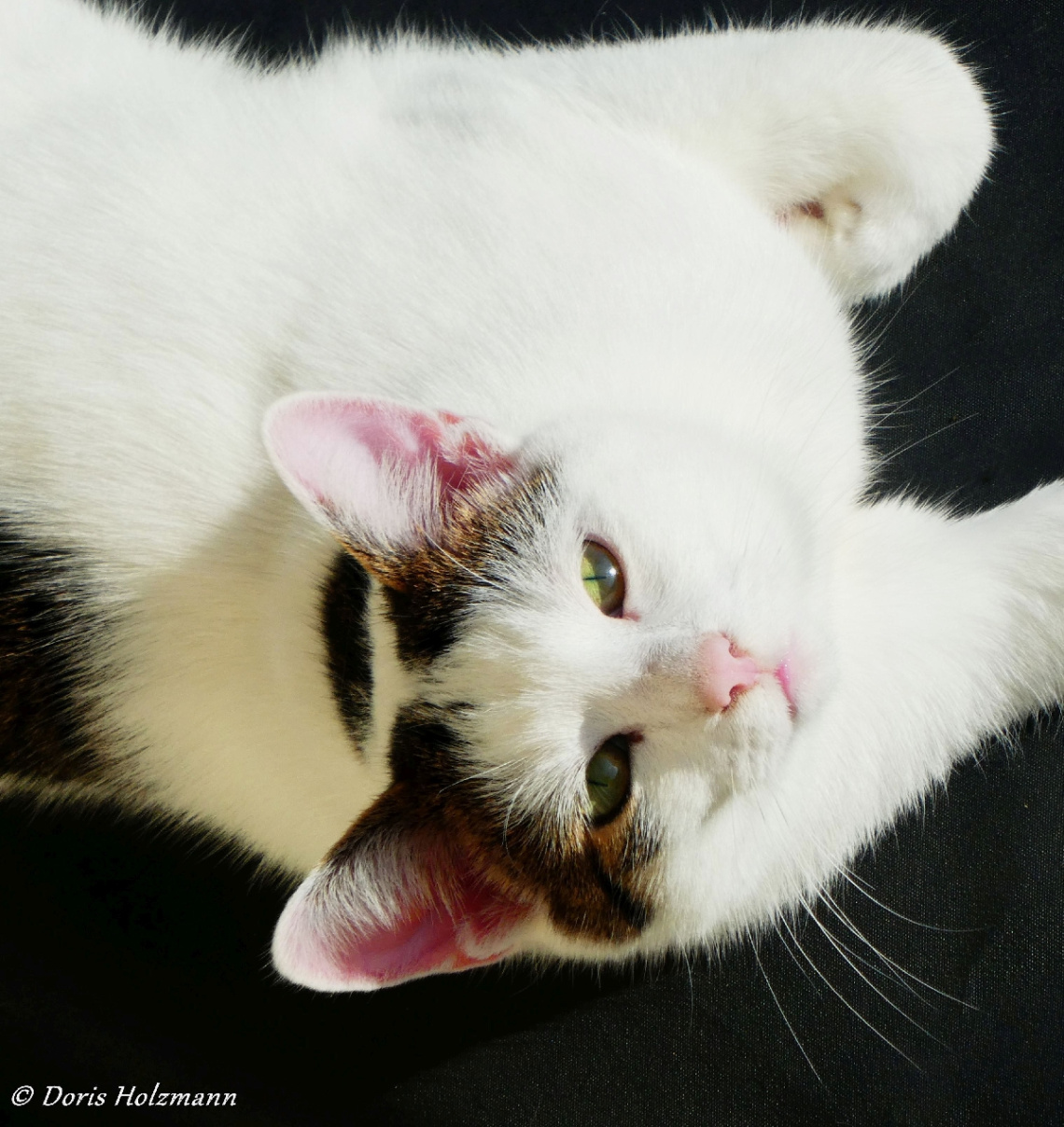 Katze