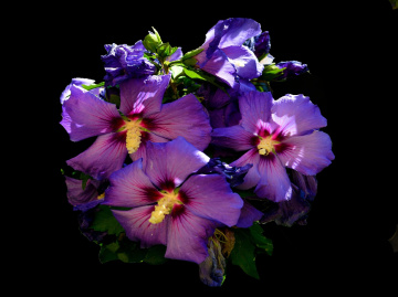 BLÜTEN