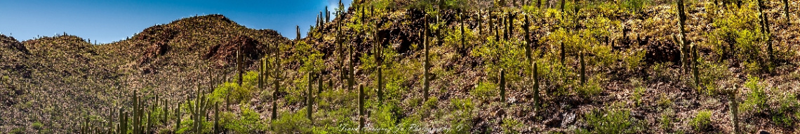 A Sonoran Desert Panorama