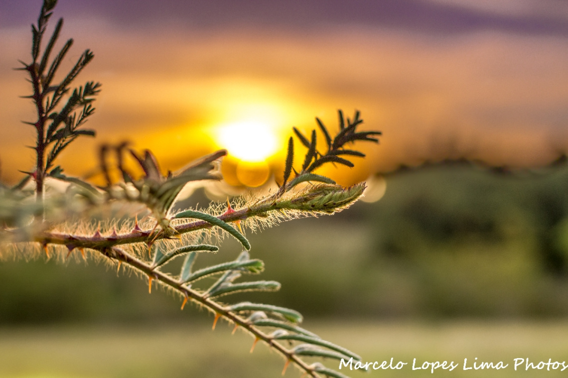 Detalhe ao por do sol
